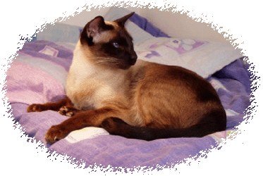 A traditional applehead Siamese cat with a rounder face and sturdier build