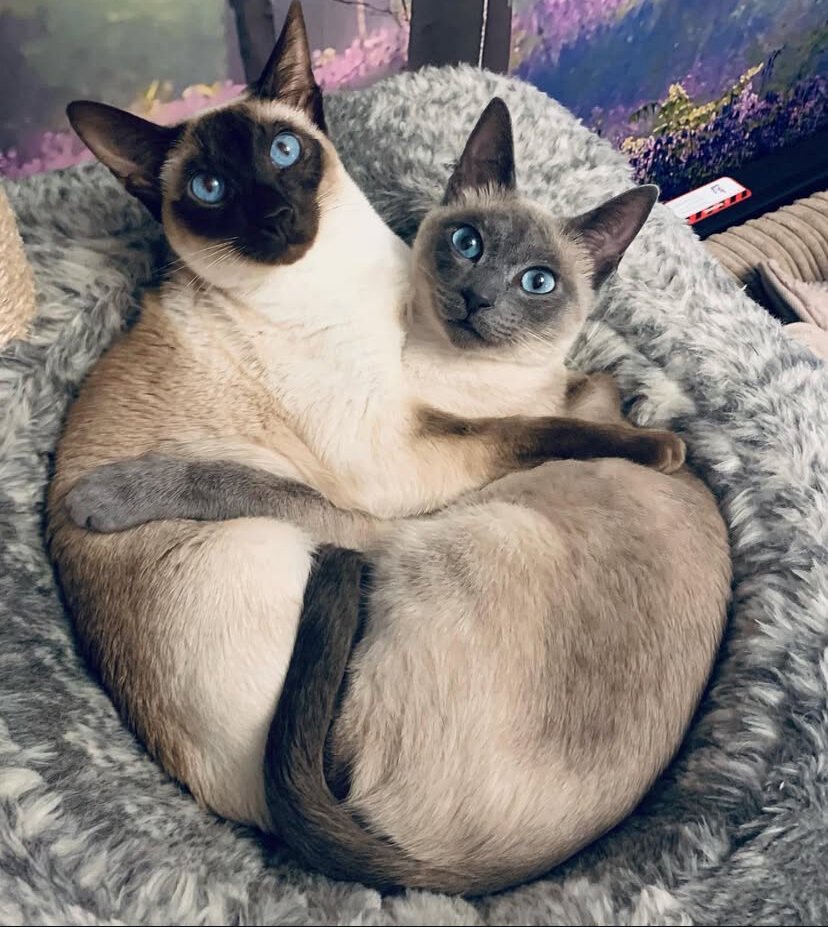 Pregnant Siamese queen resting