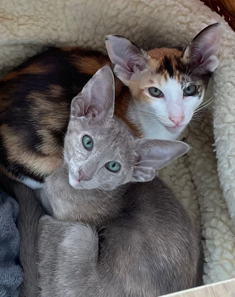 Two young Siamese kittens