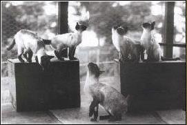 A historic photograph of an early Siamese cat
